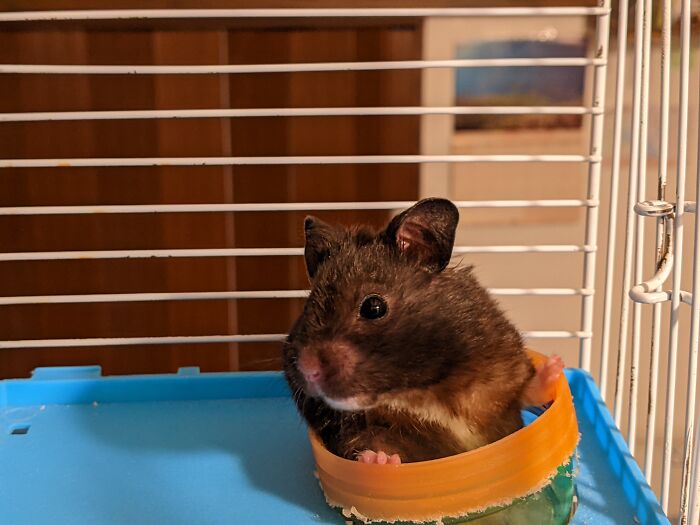 The Huge Hamster Cardboard Maze I Made For My Hamster (I Don't Have A Photo So Here's My Hamster, Junior)