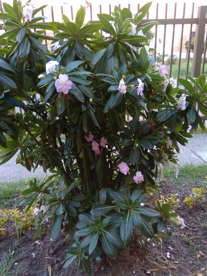 Dont Know Its Name But For Me One Of The Most Beuatiful I Have Seen.