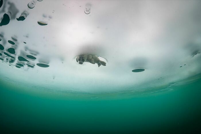 Beneath The Ice: I Took Underwater Shots Of Lake Baikal's Seals (16 Pics)
