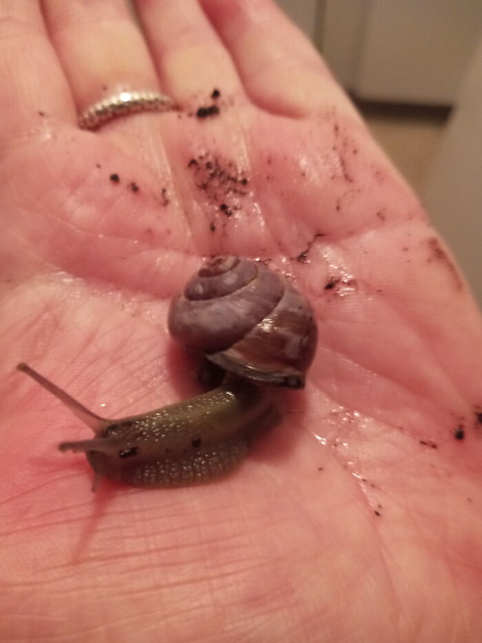 My "Exotic" Pet Snail Atticus