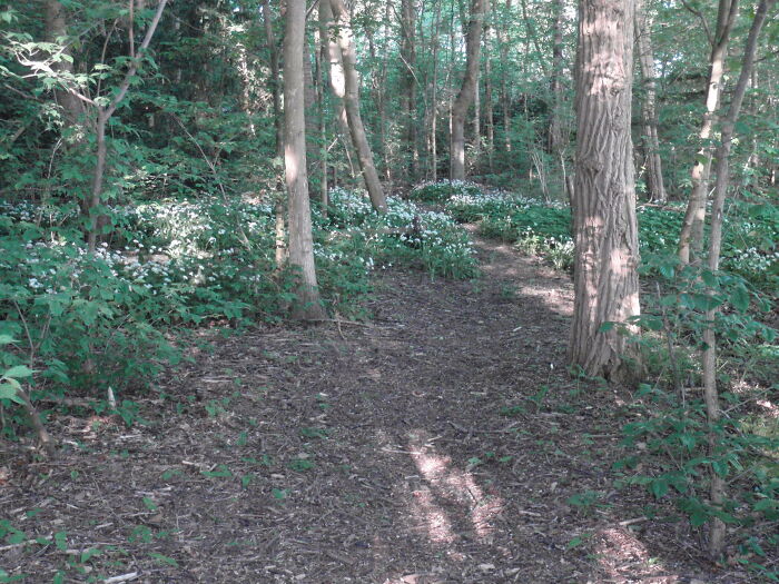 From Our "Back Yard" Which Is A Little Peace Of Woodland. My Husband Planted Af Few Blocks Of Wild Garlic And The Seem To Like It Here.