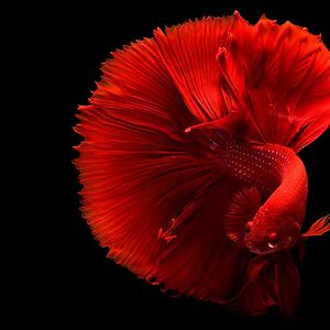 Betta Fish