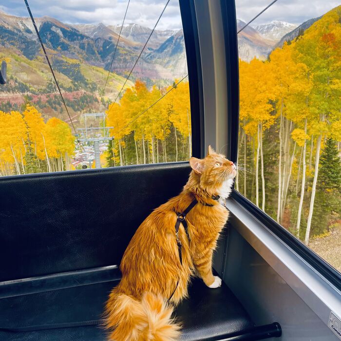 A este gato naranja le encanta vivir todo tipo de aventuras y hacer sonreír a todos los que conoce