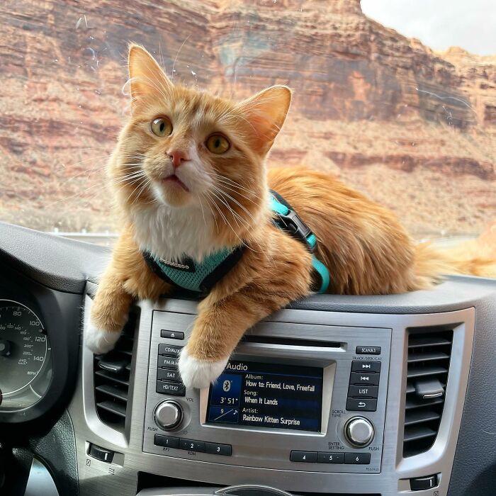 A este gato naranja le encanta vivir todo tipo de aventuras y hacer sonreír a todos los que conoce