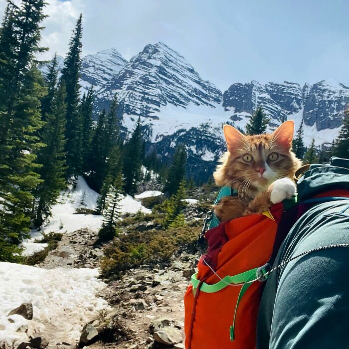A este gato naranja le encanta vivir todo tipo de aventuras y hacer sonreír a todos los que conoce