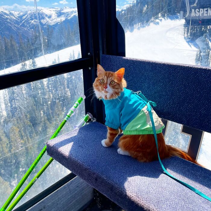 A este gato naranja le encanta vivir todo tipo de aventuras y hacer sonreír a todos los que conoce