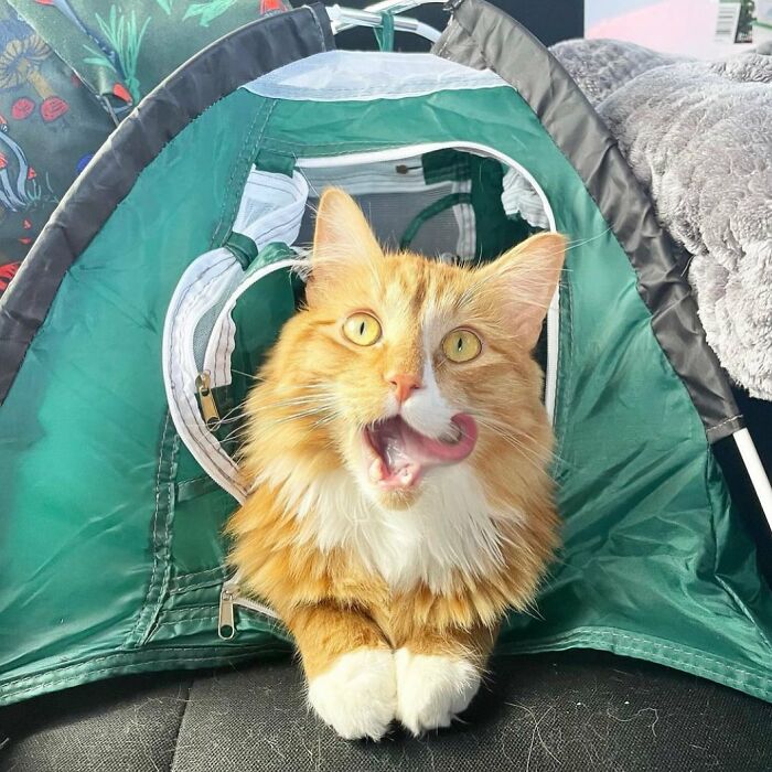 A este gato naranja le encanta vivir todo tipo de aventuras y hacer sonreír a todos los que conoce