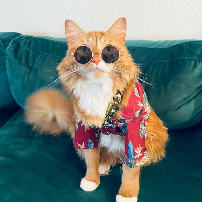 A este gato naranja le encanta vivir todo tipo de aventuras y hacer sonreír a todos los que conoce