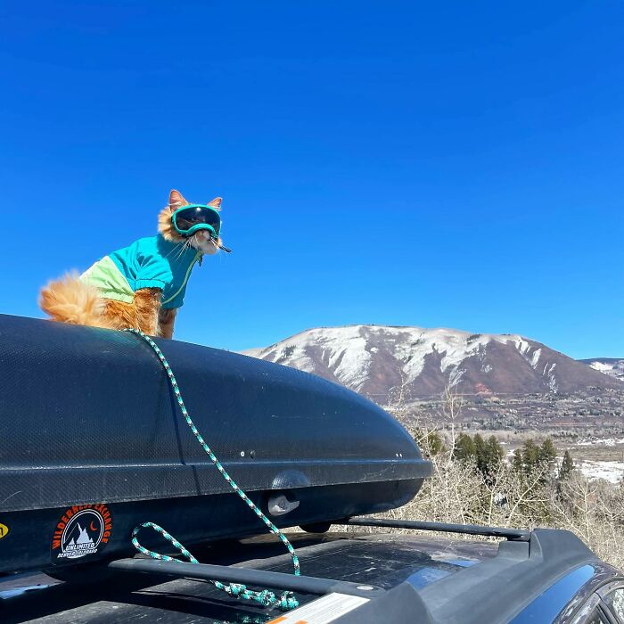 A este gato naranja le encanta vivir todo tipo de aventuras y hacer sonreír a todos los que conoce