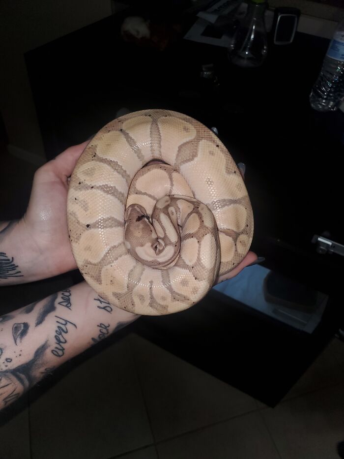 🐍🐍🕷️ This Boy Is Much Bigger Now!