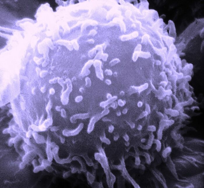 Close-up microscopic image showing a detailed human cell structure with disturbing features of human bodies.