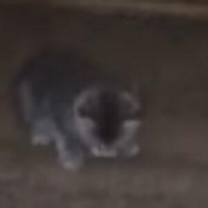 Loading Screen Tips🇺🇦