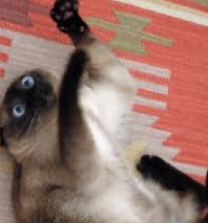 My Siamese,thunder,just Waking Up From A Nap.