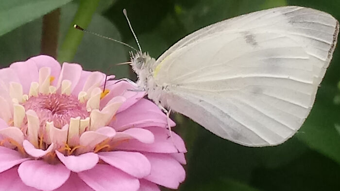 Zinnia's In My Garden A Few Years Back. They Look Animated In The Sunlight And Attract Butterflies And Bees... So Beautiful! All Photos Taken With My Phone And No Editing Done Besides Perhaps Zooming Or Cropping.