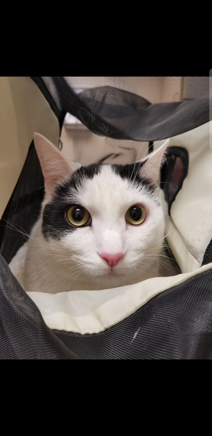 My Little Guy Hiding At The Vet