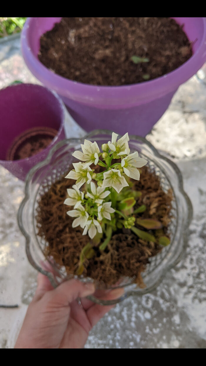 Yes, Venus Flytraps Flower.