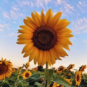 toni-ll-hamilton avatar