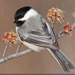 madeupsomeone avatar