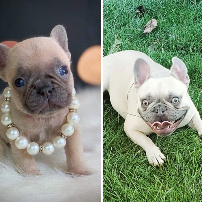 2lb Bean To 18lb Gremlin Faster Than The Speed Of Light!