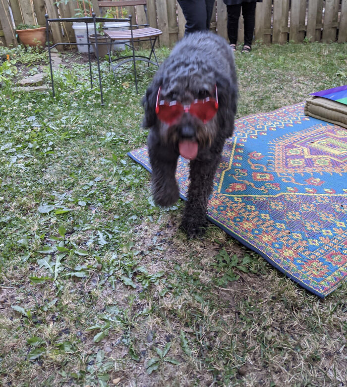 Hey! Hey! Maybe You'll Take These Off Of Me! (He Can Very Easily Take Them Off Himself, But I Did Anyway)