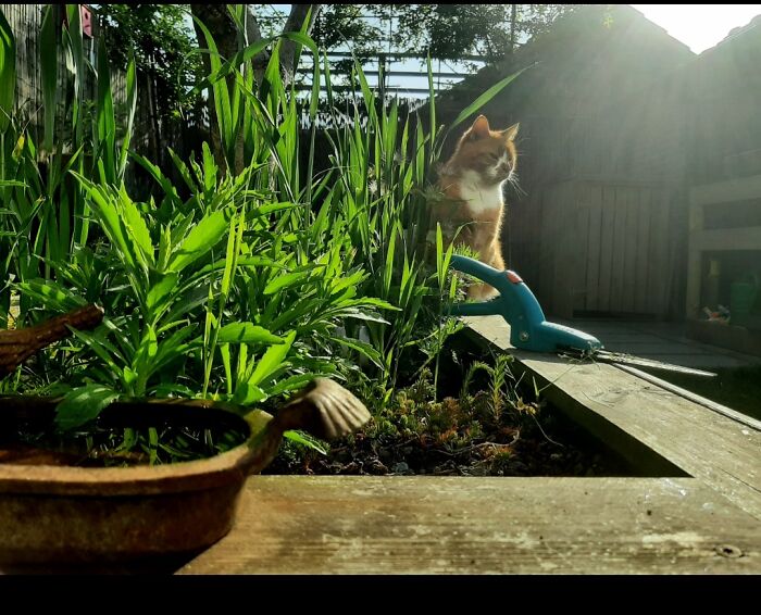 ° . . . And We've Got To Get Ourselves Back To The Garden | Cat • Juul | □ ▪︎