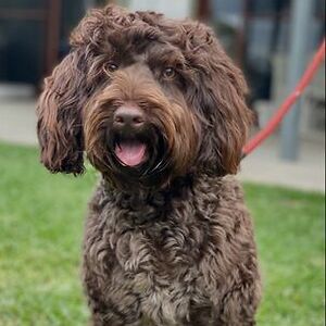 amelia-domeney avatar