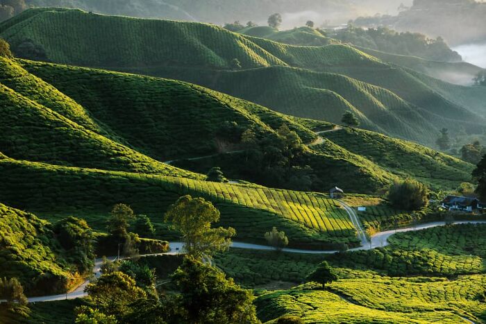 Cameron Highlands In Malaysia!