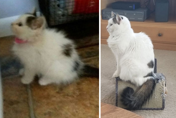 Pippa The Night She Came Home And Pippa After A Year And A Half