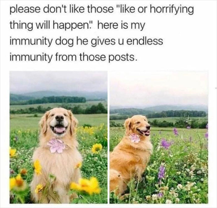 Wholesome-Memes-Page