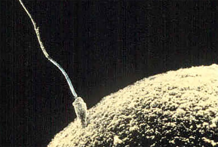 Close-up of a s***m cell approaching an egg, illustrating one of the most disturbing things about human bodies.