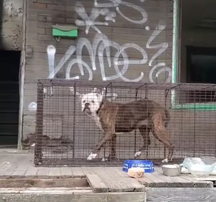 We Kept Finding Dogs On The Brink Of Death In Detroit - So We Started A Dog Rescue (13 Pics)