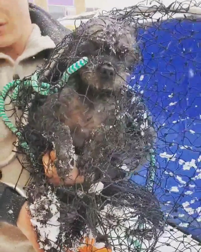 We Kept Finding Dogs On The Brink Of Death In Detroit - So We Started A Dog Rescue (13 Pics)