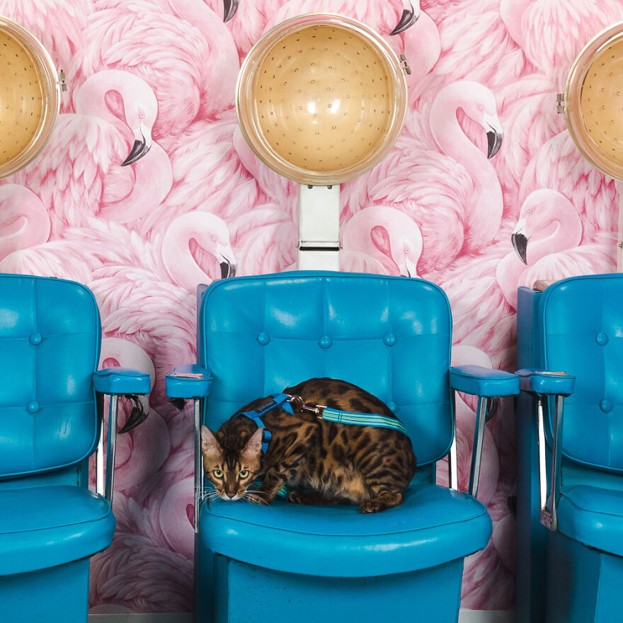 This Fiery Feline Was Fierce And She Knew It