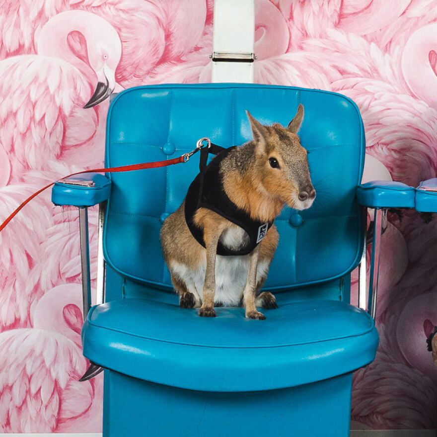 Um You Don’t See One Of These Everyday. Is It A Dog? Is It A Cat? Maybe Some Sort Of Rabbit? Fact: It’s A Patagonian Mara Who We’re Told Enjoy Salon Days Too