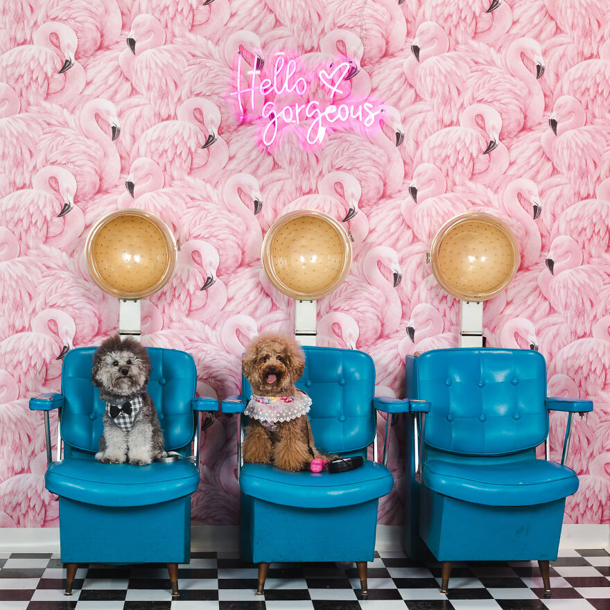 These Two Still Get Dressed Up For Date Night Even Though They’ve Been Together 100 Dog Years