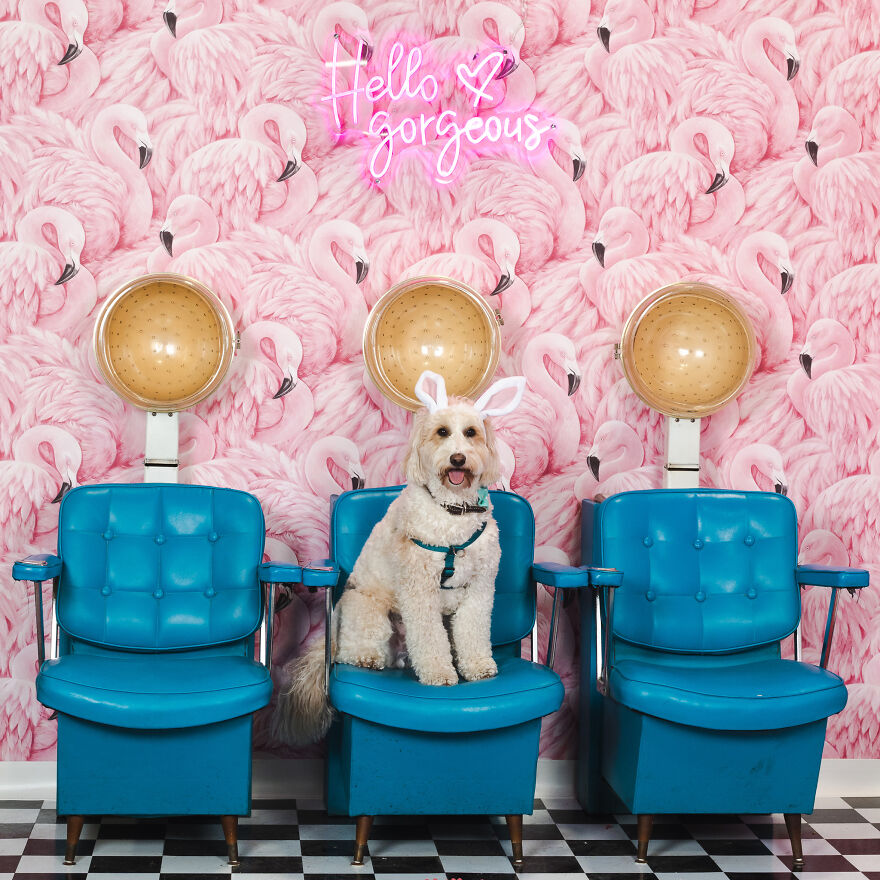 No We Don’t Have Carrots And This Disguise Is Not Fooling Anyone!