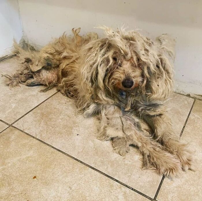 We Kept Finding Dogs On The Brink Of Death In Detroit - So We Started A Dog Rescue (13 Pics)