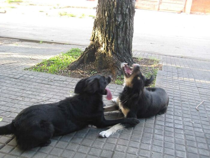 My Dog And Her Best Friend, Having A Chat.