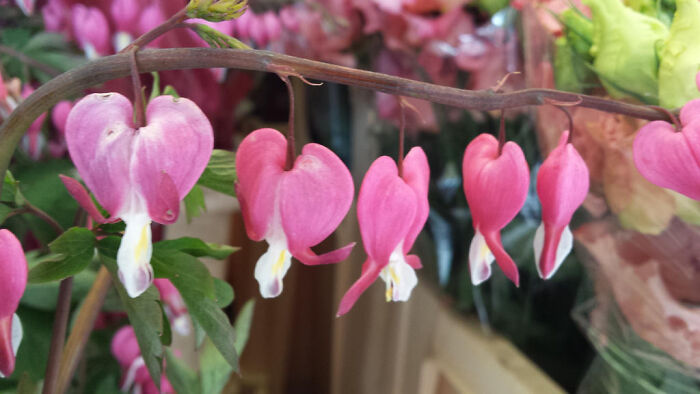Bleeding Hearts