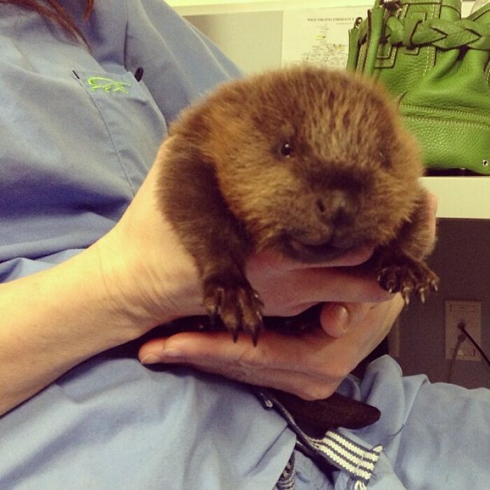 Can We All Just Be As Cute As Beavers Are, All The Time