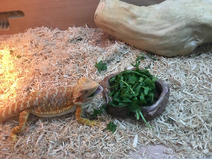 Baby Alex Happy Boy, But Seriously Rocket. Will Get Another Job!