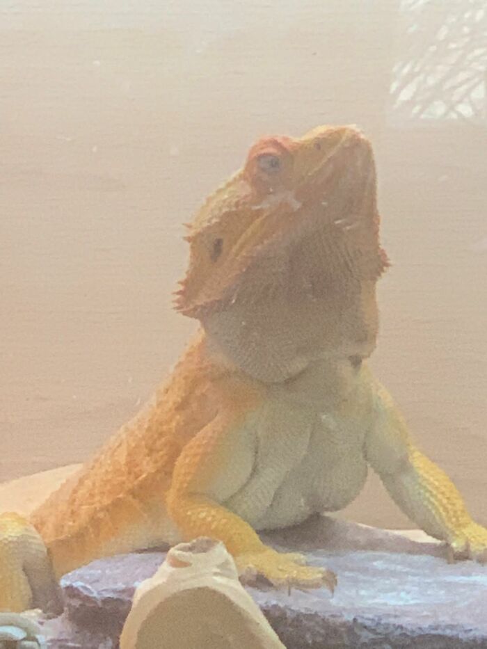 No These Are Not Moobs!