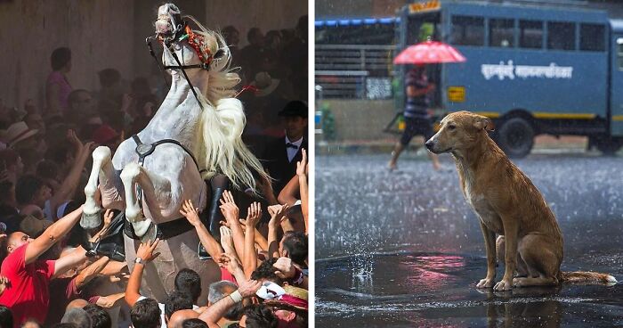 Here Are The 30 Most Jaw-Dropping Animal Photos, As Shared By “The Decisive Moments Magazine”