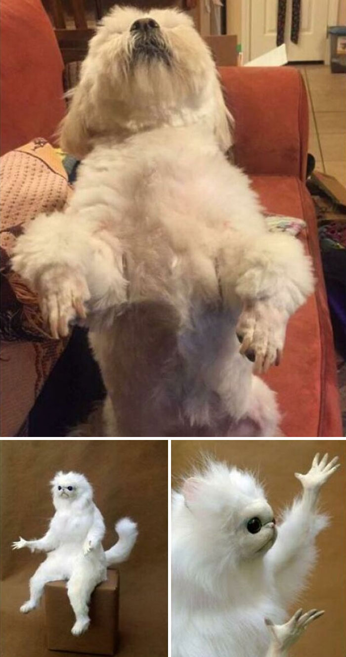 Le pedí al peluquero que le cortara el pelo de las patas más corto esta vez