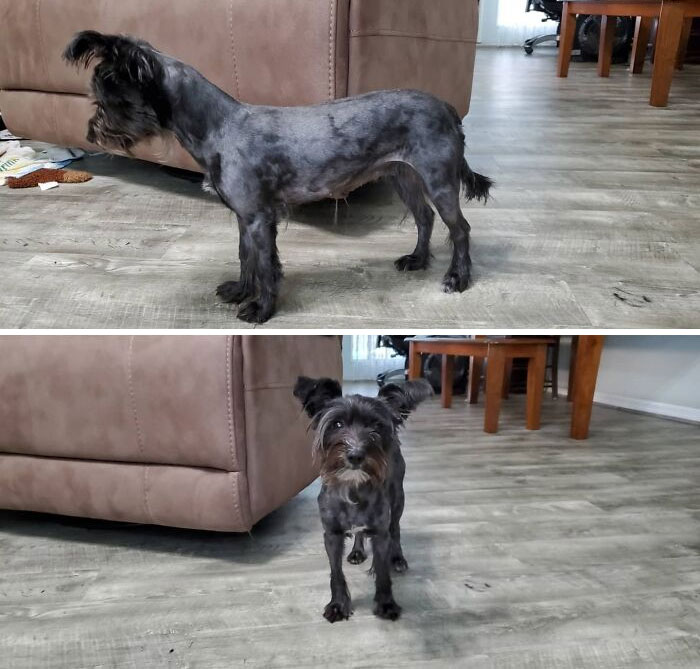 Oh My Poor Pupper! This Is What A Quarantine Fail Looks Like