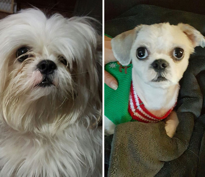 My Sheamus Was Caught In The Same Situation, Here Is A Before And After The "Just A Trim To Clean Him Up"