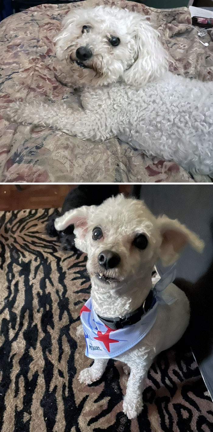 He Is A Poodle, He Looks Like A Chihuahua Now