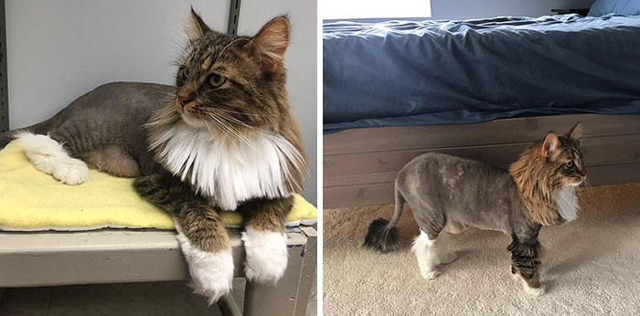 What A Funny Haircut