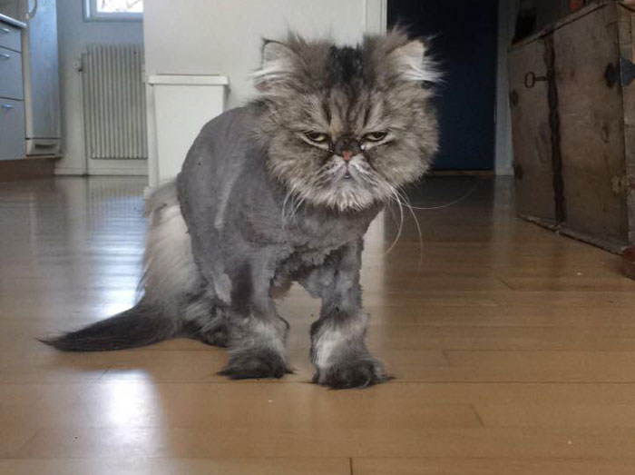 Wilma Woke Up After A Haircut. I Don’t Think I’m Loved Anymore