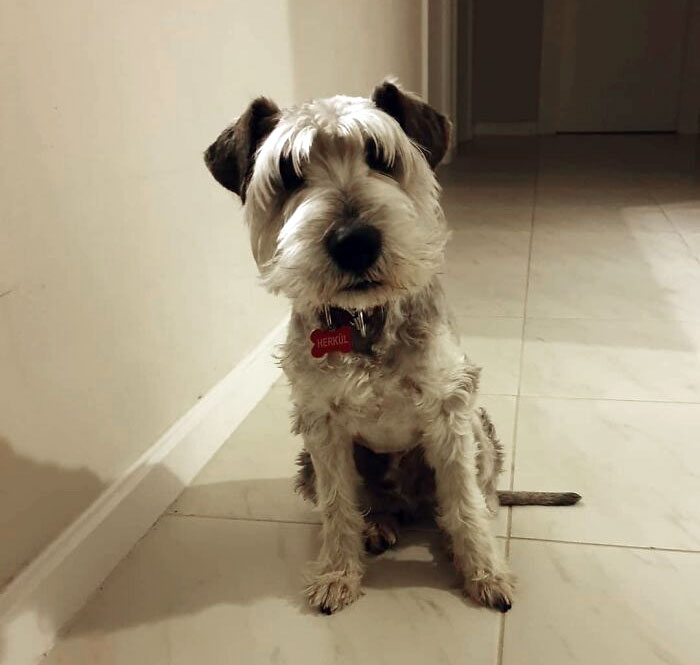 Well, If This Isn't A Total Groom Fail I Don't Know What Is... This Time By A Pro